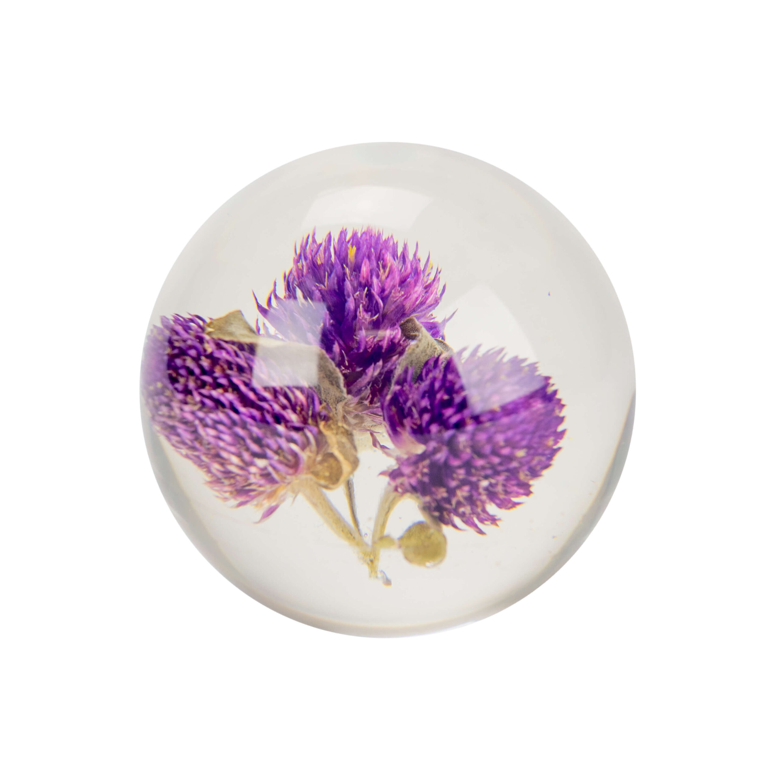 Dried Globe Amaranth Floral Culture Paperweight suspended in an acrylic ball.
